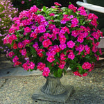 Pink Vinca Flower Live Plant in 4" Pot, Perennial Vinca Minor Periwinkle Flowering Plants for Trellis Décor Oranamental, Zones 9-11