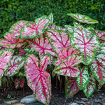 Set 2 Caladium Plants, Mix Caladium Houseplant Live 4-6 Inches Tall, Garden and Container Growing (Pink)