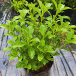 Set 2 of Stevia Plants Live, Herb Plant Live Stevia Plant for Garden