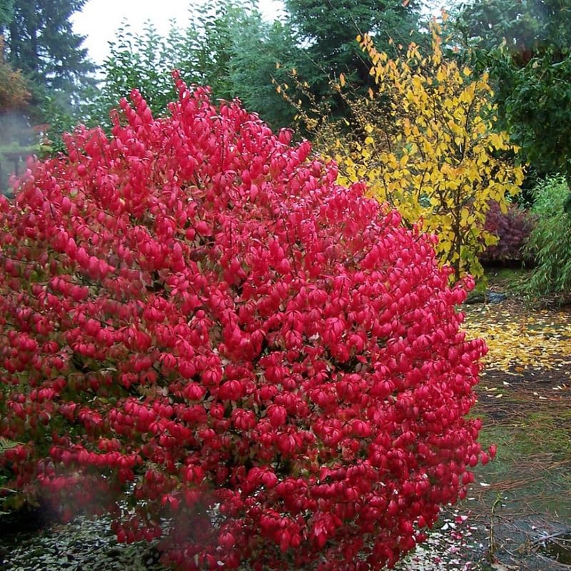 Dormant Red Burning Bush Shrub, Hardy Shrub for Vibrant Fall Foliage, Hardy Burning Bush Tree 6-10 Inches
