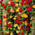 Gold Orange Rose Climbing Live Starter Plant, Fragrant Climbing Rose for Planting Outdoor, No Pot, 5-9" in Tall