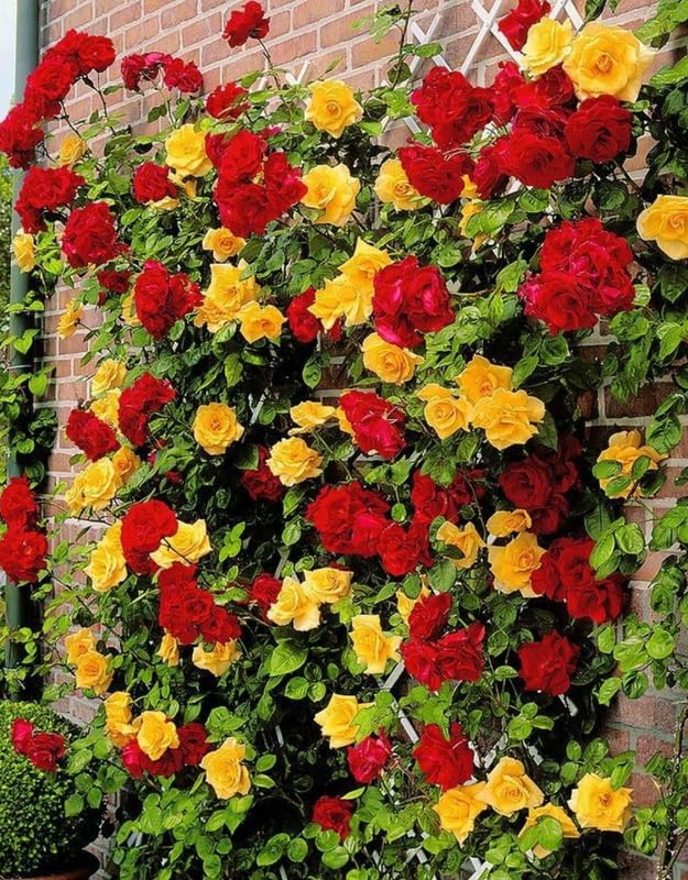 Gold Orange Rose Climbing Live Starter Plant, Fragrant Climbing Rose for Planting Outdoor, No Pot, 5-9" in Tall