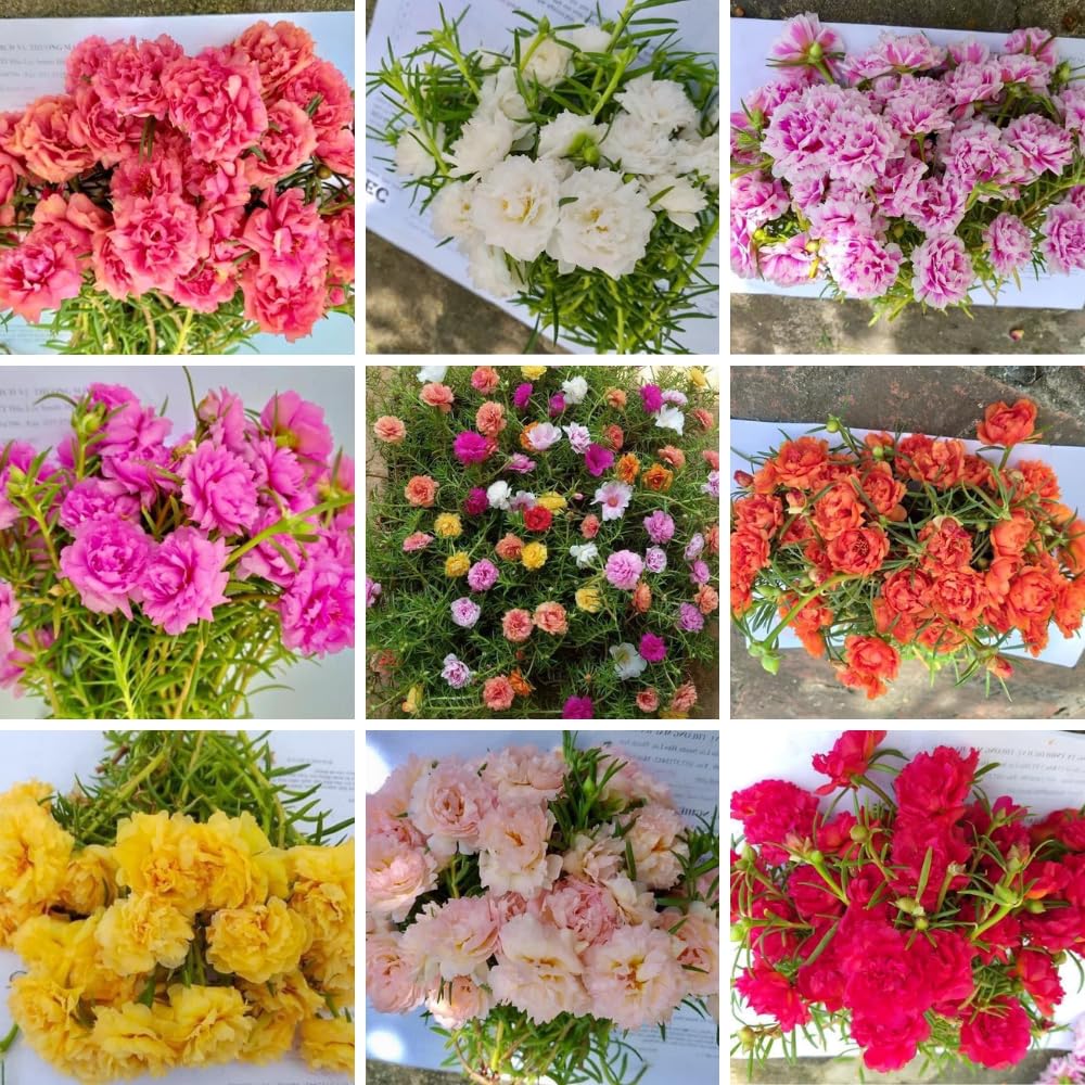 4 Portulaca Moss Rose Plants Live, 4 to 6 Inc Tall, Mix Portulaca Ground Cover Plant, Perennial Flower Plant Gardening Outside Inside