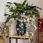 Clerodendrum Plants Live Well-Rooted for Outdoor Planting, White Clerodendrum Wallichii Schmidtii Smithianum Light Bulbs Tropical Live Plant, Chains of Glory Tree, 5"-9" in Tall