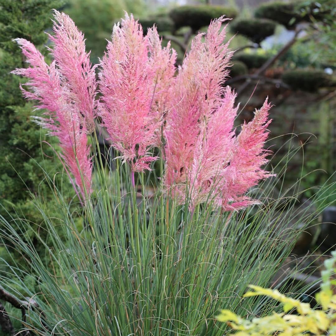 2 Pink Pampas Grass Plants Live, Ornamental Grasses Live Plants Perennial, Pampas Grass Live Plants Outside