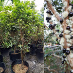 Black Jaboticaba Tree Live Jabuticaba Plant, 2-3 Ft Tall in Gallon Pot, 2 Years Old Brazilian Grape Tree for Planting, Rare Tropical Fruit Trees Outdoor Planting
