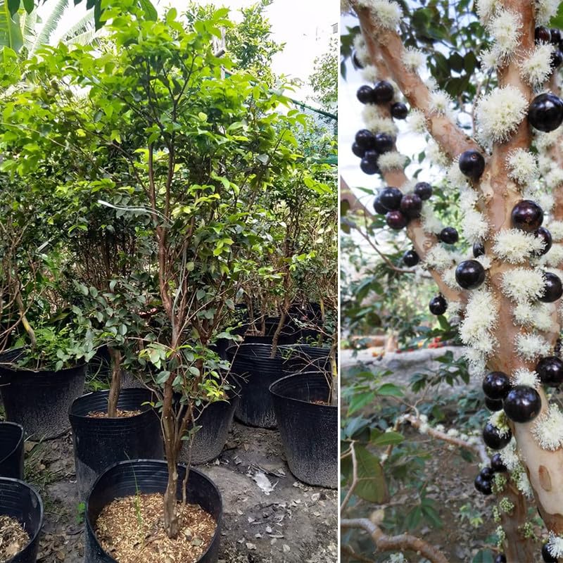 Black Jaboticaba Tree Live Jabuticaba Plant, 2-3 Ft Tall in Gallon Pot, 2 Years Old Brazilian Grape Tree for Planting, Rare Tropical Fruit Trees Outdoor Planting