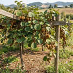 Kiwi Plants Live for Planting, Kiwi Plant Live 6-8 Inches Tall, Cold Hardy Edible Fruit Vines for Home Garden