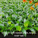 Bird of Paradise Live Plant to Grow, 5 to 9 Inches Tall, Strelitzia Reginae Bird of Paradise, Tropical Outdoor Plant (White Bird of Paradise)