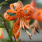 3 Large Tiger Lily Bulbs, 4-6 Inch, Orange Tiger Lilies Bulbs, Flowering Bulb for Outdoor Garden Beds and Containers