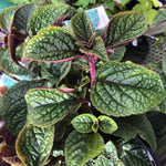 4 Purple Plectranthus Swedish Ivy Plants Live Houseplant, in 4 Inch Pots, Swedish Ivy Live Plant, Swedish Ivy Mint Starter Plants, 4-6" Height