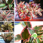 Live Peperomia Rainbow Plant, 4-7 Inches Tall, Red Edge Peperomia Rainbow Plant Live Indoor, Variegated Houseplant to Grow