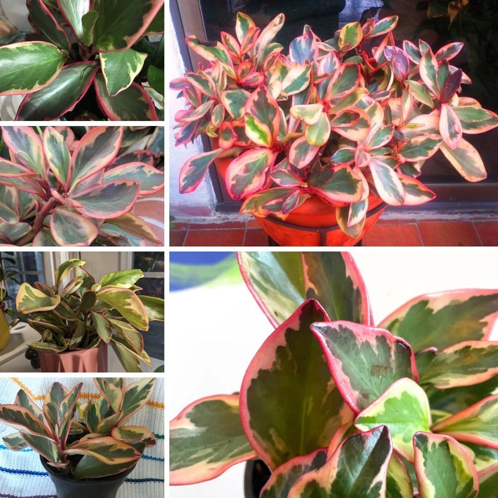 Live Peperomia Rainbow Plant, 4-7 Inches Tall, Red Edge Peperomia Rainbow Plant Live Indoor, Variegated Houseplant to Grow