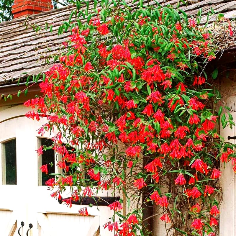 Set 2 Red Honeysuckle Plants Live, Live Coral Honeysuckle Plants 5-9" Tall, Honeysuckle Vines Bushes for Planting, Climbing Honeysuckle