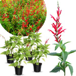 2 Vibrant Sage Salvia Live Plants, Fragrant Perennial Sage Plants Live for Spring Planting, Summer Planting, 5 to 10 Inches in Tall, (Pineapple)