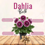 Set 2 White Purple Dahlia Bulbs, Dahlia Bulbs, Purple Flowering Bulbs for Garden Planting, Not Plants, Flower Bulbs for Growing