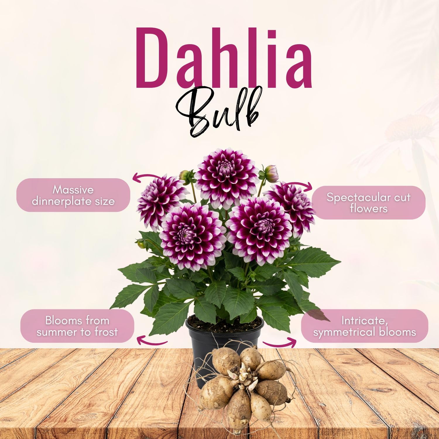 Set 2 White Purple Dahlia Bulbs, Dahlia Bulbs, Purple Flowering Bulbs for Garden Planting, Not Plants, Flower Bulbs for Growing