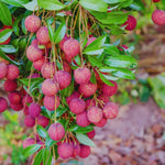 Lychee Plant Live Seedling from 5 to 8 Inc Tall, Lychee Tree Plant Seedling, Sweet Fruit Garden