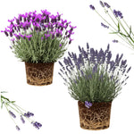 Set 2 Lavender Plants Live, Lavandula Perennial Flower Plants Indoor Outdoor, Well Rooted 4 to 8 Inch Tall to Grow (Mix Lavender)