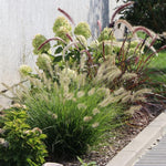 Set 3 Fountain Grass Plants Live Clumps for Planting Your Garden, 4-8 Inch Tall, Ornamental Grasses Live Plants Perennial (Dwarf White Fountain Grass)