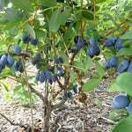 Live Sweet Honeyberry Plant, Blue Honey Berry Tree, Perennial Haskap Plants, 6 to 8 Inch Tall for Growing