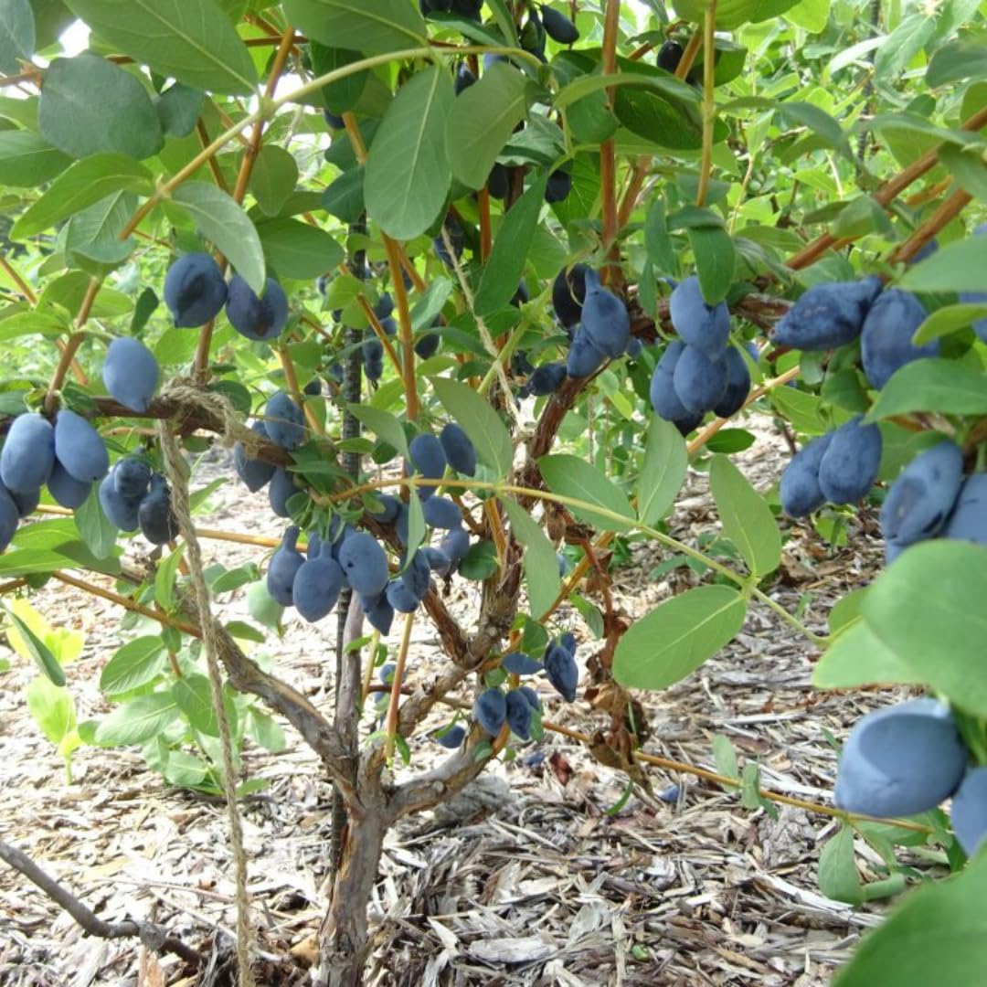 Live Sweet Honeyberry Plant, Blue Honey Berry Tree, Perennial Haskap Plants, 6 to 8 Inch Tall for Growing