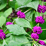 2 Beautyberry Bush Plants Live, American Beautyberry Seedlings, Berry Bushes Live Plant, Well Rooted, No Pot, Size 5 to 9 Inc in Tall