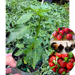 Pack 2 Cascabel Chillies Pepper Plants, Live Chocolate Cascabel Pepper Plants, 80 Days Old Plants in 4 in Pot