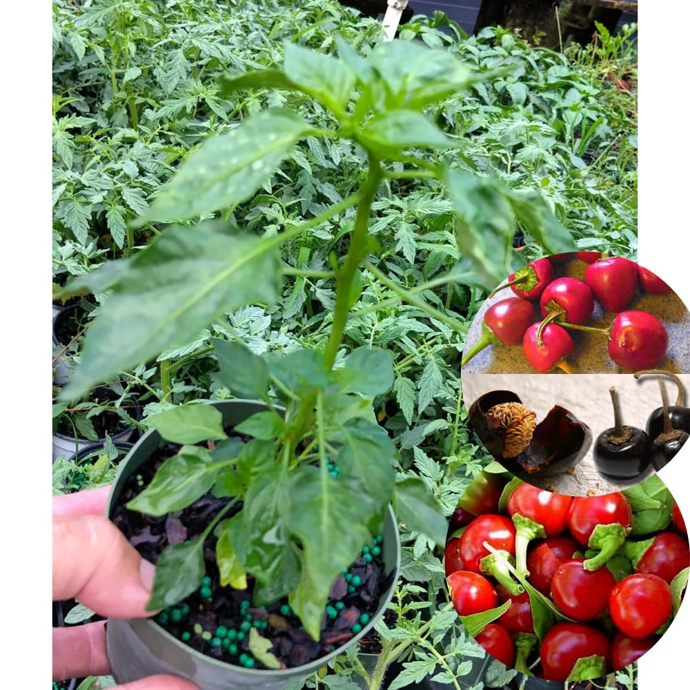 Pack 2 Cascabel Chillies Pepper Plants, Live Chocolate Cascabel Pepper Plants, 80 Days Old Plants in 4 in Pot