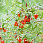 12 Red Goji Berry Cuttings Plants Live, 5 to 7'' Tall, Goji Berry Fruit Plant for Garden Outdoor Indoor