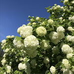 Snowball Bush Live Plant 4 Inch Pot, Snowball Viburnum Tree 6-10 Inch Tall, Flowering Shrub for Outdoor Garden and Landscape