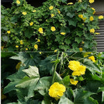 2 Luffa Plants Live, Luffa Gourd Live Plant, Loofah Gourd Plants for Garden, 3 to 5 Inches Tall, Vine Garden