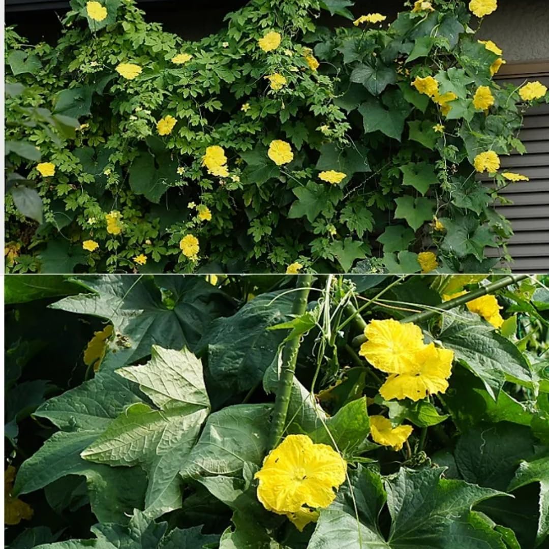 2 Luffa Plants Live, Luffa Gourd Live Plant, Loofah Gourd Plants for Garden, 3 to 5 Inches Tall, Vine Garden