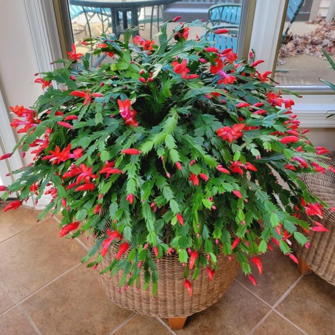 Christmas Cactus Plant Live, Starter Holiday Thanksgiving Cactus Plant for Indoor Outdoor Houseplants, Fasle Easter Cactus Plants Like, Cold Hardy, 5-9" in Tall (Red)