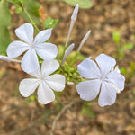 2 White Plumbago Plans, Live Plumbago Flowering Plant Well Rooted, 4 to 7 Inches