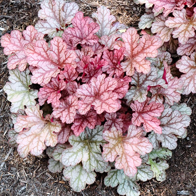 Pack 3 Heuchera Plants Live, Coral Bells Plants 4-7” Tall for Shade Gardens, Borders, Pots, Heuchera Perennials Seedlings (Red Grey Heuchera)