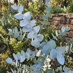 2 Baby Blue Eucalyptus Live Plants, Fragrant Eucalyptus Herb for Garden and Patio Containers, 2-5 Inches Tall Plugs
