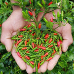 2 Super Hot Peppers Live Plants, 90 Days Old Hot Pepper Chili Plant for Spring Planting (Chile Pequin)