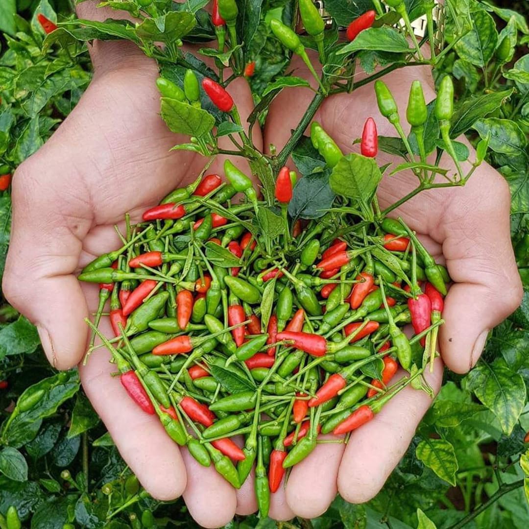 2 Super Hot Peppers Live Plants, 90 Days Old Hot Pepper Chili Plant for Spring Planting (Chile Pequin)