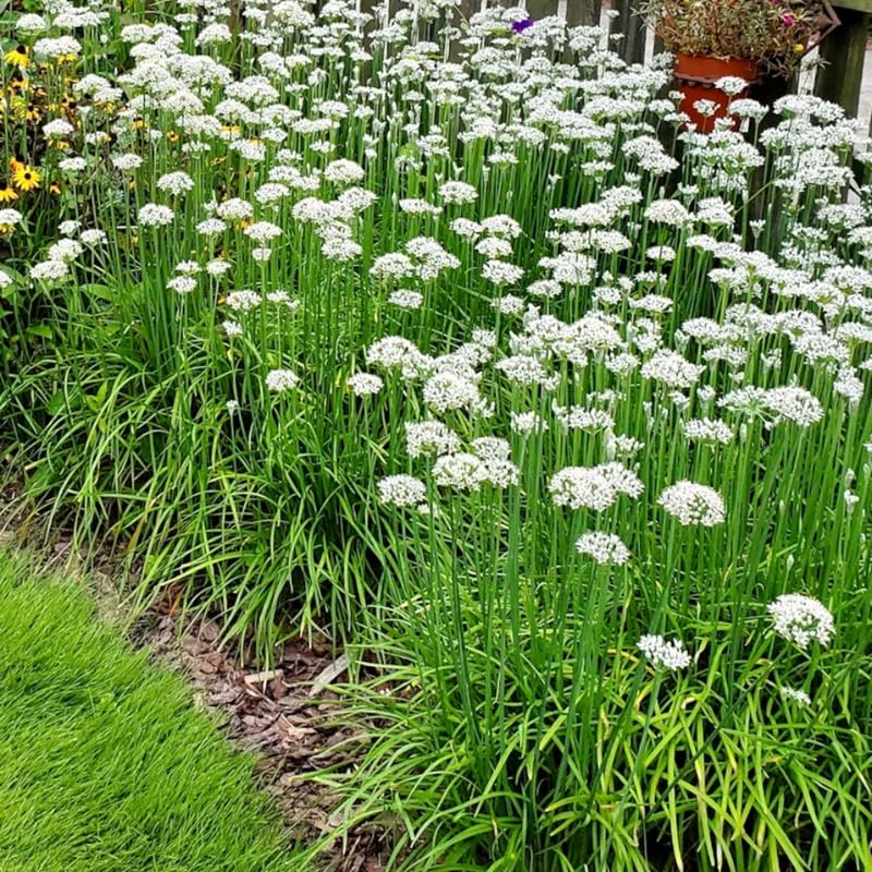 Pack of 5 Garlic Chives Plants Live, 4-8" Tall Heirloom Leek Chives for Outdoor Herb Garden