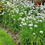 Pack of 5 Chives Plants Live, 4-8" Tall Heirloom Leek Chives for Outdoor Herb Garden