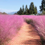 Set 2 Grass Plants Live for Planting, 5-9 Inch Tall, Ornamental Grasses Live Plants Perennial Grass, Well-Rooted (Pink Muhly Grass)