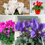 Cyclamen Plant Live in 4'' Pot, Vibrant Indoor Flowering Plants for Planting, Blooms Already, Indoor Outdoor Decoration (Assorted Cyclamen)