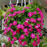 Set 4 of Mix Vinca Plants Live for Planting Outdoors, Ground Cover Plant, Vinca Flower Plant Gardening from 4 to 5 Inc Tall