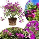 Set 2 Blueberry Ice Bougainvillea Live Plants 4-7 Inches Tall, Vibrant Bumgainvillea Flowering Vines for Garden, Patio Containers and Indoor Growing