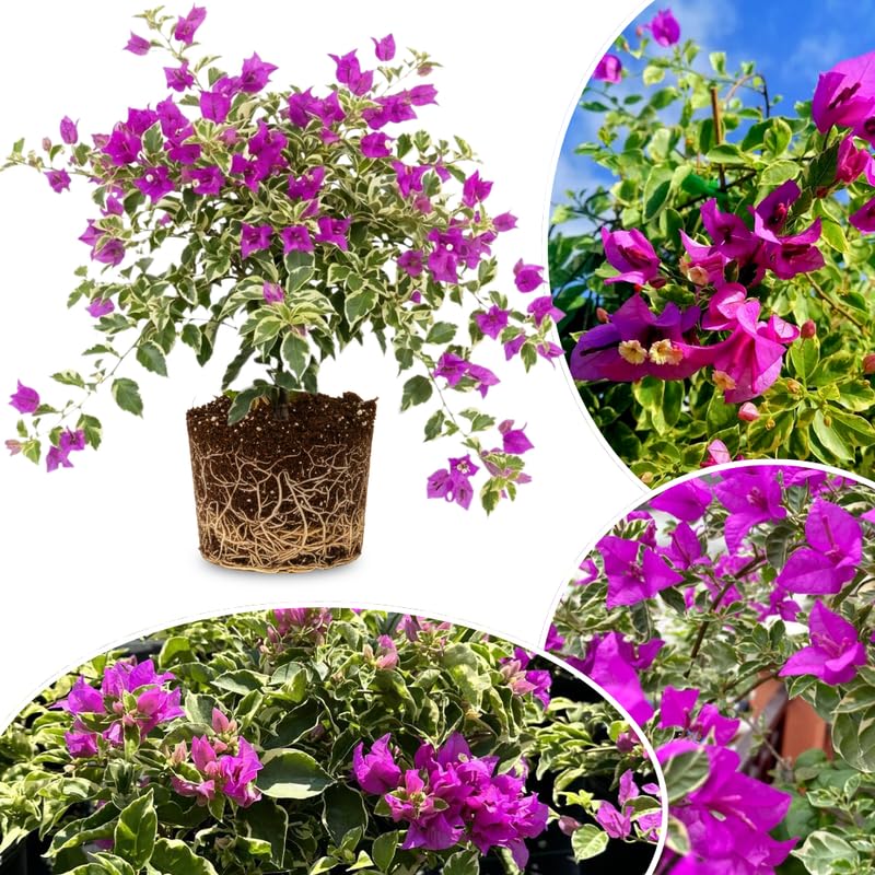 Set 2 Blueberry Ice Bougainvillea Live Plants 4-7 Inches Tall, Vibrant Bumgainvillea Flowering Vines for Garden, Patio Containers and Indoor Growing