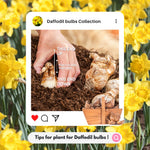 20 Daffodil Bulbs for Fall Planting, Spring-Blooming Narcissus Bulbs, Bulk Top Size Bulbs for Gardens, Borders and Flowerbeds Planting (Yellow Daffodil Bulbs)