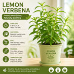 Lemon Verbena Plant Live, Green Foliage Herbs, Verbena Plant, 3-5 Inches Tall, Well-Rooted for Outdoor Planting