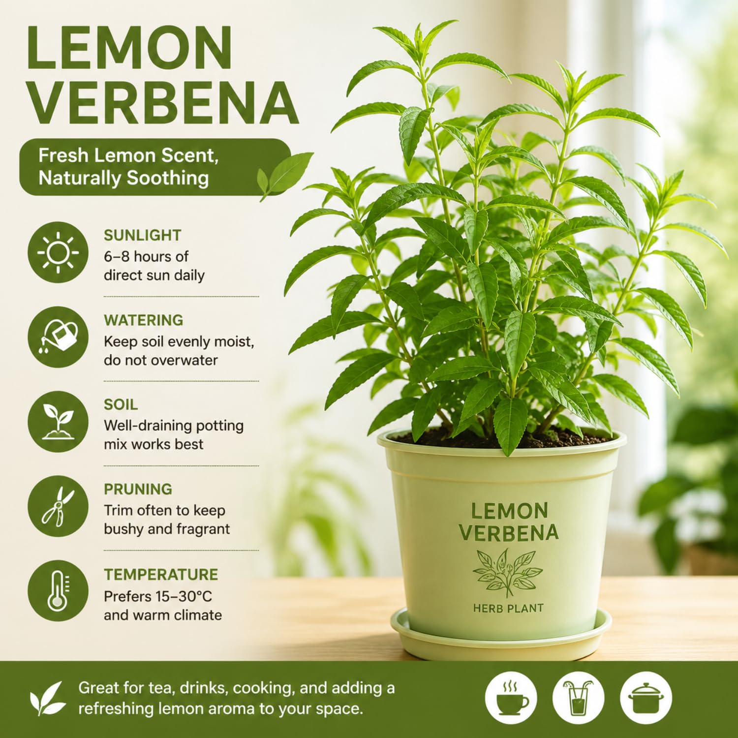 Lemon Verbena Plant Live, Green Foliage Herbs, Verbena Plant, 3-5 Inches Tall, Well-Rooted for Outdoor Planting