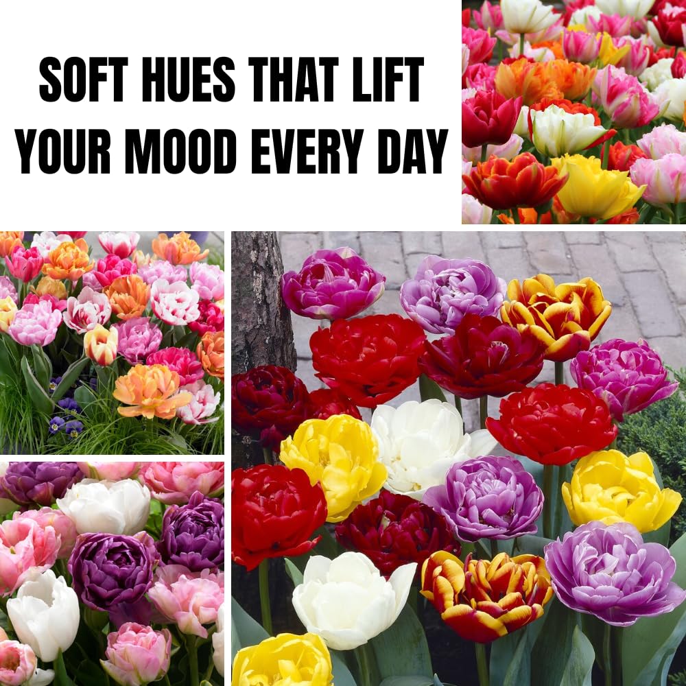 25 Tulip Bulbs for Spring Planting, Large Tulip Bulbs for Fall Planting, Flower Bulbs Garden Indoor Outdoor (Mix Double)